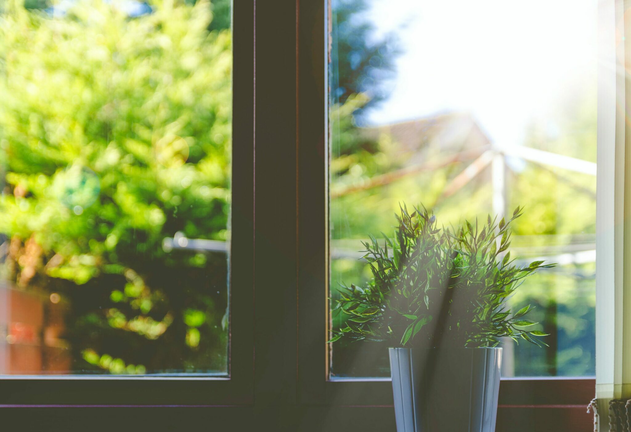 Window and a Plant